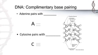 DNA: Complimentary base pairing
• Adenine pairs with ________
A
• Cytosine pairs with _________
C
 