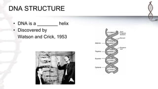 DNA STRUCTURE
• DNA is a ________ helix
• Discovered by
Watson and Crick, 1953
 