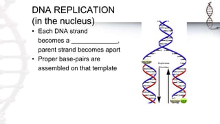 DNA REPLICATION
(in the nucleus)
• Each DNA strand
becomes a _____________,
parent strand becomes apart
• Proper base-pairs are
assembled on that template
 
