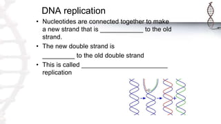 DNA replication
• Nucleotides are connected together to make
a new strand that is ____________ to the old
strand.
• The new double strand is
_________ to the old double strand
• This is called ________________________
replication
 