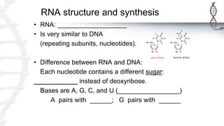 RNA structure and synthesis
• RNA: ___________________
• Is very similar to DNA
(repeating subunits, nucleotides).
• Difference between RNA and DNA:
Each nucleotide contains a different sugar:
____________ instead of deoxyribose.
Bases are A, G, C, and U (_________________)
A pairs with ______; G pairs with ______
 