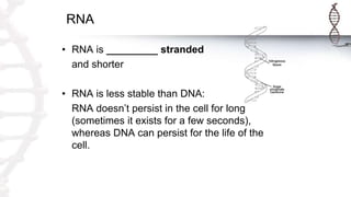 RNA
• RNA is _________ stranded
and shorter
• RNA is less stable than DNA:
RNA doesn’t persist in the cell for long
(sometimes it exists for a few seconds),
whereas DNA can persist for the life of the
cell.
 