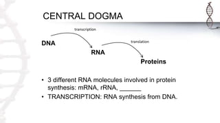CENTRAL DOGMA
DNA
RNA
Proteins
• 3 different RNA molecules involved in protein
synthesis: mRNA, rRNA, ______
• TRANSCRIPTION: RNA synthesis from DNA.
transcription
translation
 
