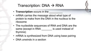 Transcription: DNA  RNA
• Transcription occurs in the _________
• mRNA carries the message about what type of
protein to make from the DNA in the nucleus to the
ribosome
• The nucleotide sequences of RNA and DNA are the
same (except in RNA _______ is used instead of
thymine)
• mRNA is synthesized from DNA using base pairing
• DNA unwinds in a section
 