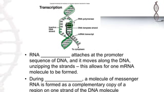 • RNA ___________ attaches at the promoter
sequence of DNA, and it moves along the DNA,
unzipping the strands – this allows for one mRNA
molecule to be formed.
• During ______________, a molecule of messenger
RNA is formed as a complementary copy of a
region on one strand of the DNA molecule
 