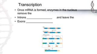 Transcription
• Once mRNA is formed, enzymes in the nucleus
remove the
• Introns ________________ and leave the
• Exons _________________
 