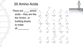 20 Amino Acids
There are ____ amino
acids – they are like
the ‘bricks’, or
building blocks
to make
all ________
 