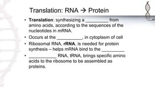 Translation: RNA  Protein
• Translation: synthesizing a _________ from
amino acids, according to the sequences of the
nucleotides in mRNA.
• Occurs at the __________, in cytoplasm of cell
• Ribosomal RNA, rRNA, is needed for protein
synthesis – helps mRNA bind to the _________
• ___________ RNA, tRNA, brings specific amino
acids to the ribosome to be assembled as
proteins.
 