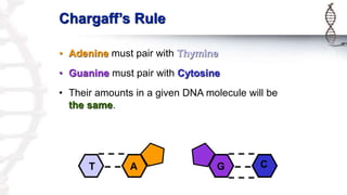 Chargaff’s Rule
• Adenine must pair with Thymine
• Guanine must pair with Cytosine
• Their amounts in a given DNA molecule will be
the same.
G C
T A
 