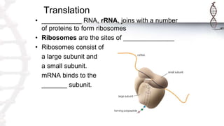Translation
• ___________ RNA, rRNA, joins with a number
of proteins to form ribosomes
• Ribosomes are the sites of ______________
• Ribosomes consist of
a large subunit and
a small subunit.
mRNA binds to the
_______ subunit.
 