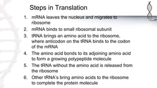 Steps in Translation
1. mRNA leaves the nucleus and migrates to
ribosome
2. mRNA binds to small ribosomal subunit
3. tRNA brings an amino acid to the ribosome,
where anticodon on the tRNA binds to the codon
of the mRNA
4. The amino acid bonds to its adjoining amino acid
to form a growing polypeptide molecule
5. The tRNA without the amino acid is released from
the ribosome
6. Other tRNA’s bring amino acids to the ribosome
to complete the protein molecule
 