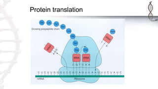 Protein translation
 