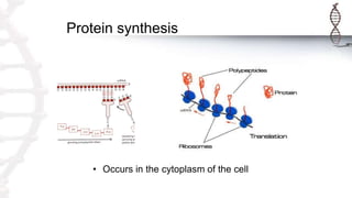 Protein synthesis
• Occurs in the cytoplasm of the cell
 