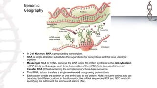 Genomic
Geography
• In Cell Nucleus: RNA is produced by transcription.
• RNA is single-stranded; substitutes the sugar ribose for deoxyribose and the base uracil for
thymine
• Messenger RNA or mRNA, conveys the DNA recipe for protein synthesis to the cell cytoplasm.
• mRNA binds to ribosome, each three-base codon of the mRNA links to a specific form of
transfer RNA (tRNA) containing the complementary three-base sequence.
• This tRNA, in turn, transfers a single amino acid to a growing protein chain.
• Each codon directs the addition of one amino acid to the protein. Note: the same amino acid can
be added by different codons; in this illustration, the mRNA sequences GCA and GCC are both
specifying the addition of the amino acid alanine (Ala).
 