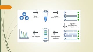 Dna typing methods | PPTX