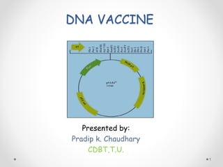 DNA VACCINE
Presented by:
Pradip k. Chaudhary
CDBT,T.U.
1
 