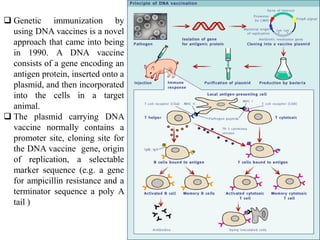 Dna Immunization DNA Vaccine.pptx