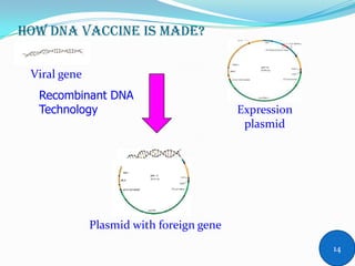 HOW DNA VACCINE IS MADE?
Viral gene
Expression
plasmid
Plasmid with foreign gene
Recombinant DNA
Technology
14
 