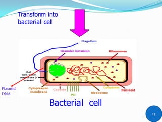 Bacterial cell
Transform into
bacterial cell
Plasmid
DNA
15
 