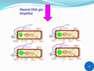 Plasmid DNA get
Amplified
16
 