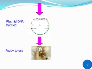 Plasmid DNA
Purified
Ready to use
17
 