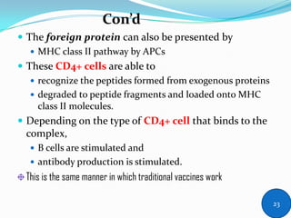  The foreign protein can also be presented by
 MHC class II pathway by APCs
 These CD4+ cells are able to
 recognize the peptides formed from exogenous proteins
 degraded to peptide fragments and loaded onto MHC
class II molecules.
 Depending on the type of CD4+ cell that binds to the
complex,
 B cells are stimulated and
 antibody production is stimulated.
This is the same manner in which traditional vaccines work
Con’d
23
 