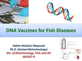 DNA Vaccines for Fish Diseases
Hakim Mudasir Maqsood
Ph.D. (Animal Biotechnology)
Div. of Biotechnology, FVSc and AH
SKUAST-K
 