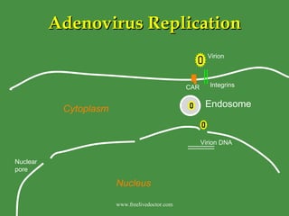 Adenovirus Replication Endosome Virion Integrins CAR Virion DNA Nuclear pore Nucleus Cytoplasm www.freelivedoctor.com 