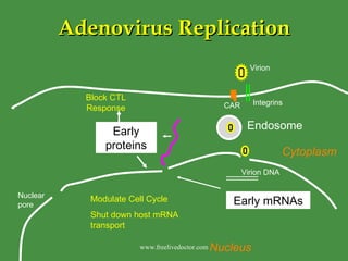 Adenovirus Replication Endosome Early mRNAs Early proteins Virion Integrins CAR Virion DNA Modulate Cell Cycle Shut down host mRNA transport Block CTL Response Nuclear pore Nucleus Cytoplasm www.freelivedoctor.com 