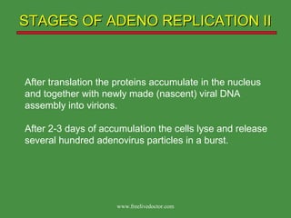 STAGES OF ADENO REPLICATION II After translation the proteins accumulate in the nucleus and together with newly made (nascent) viral DNA assembly into virions. After 2-3 days of accumulation the cells lyse and release several hundred adenovirus particles in a burst. www.freelivedoctor.com 