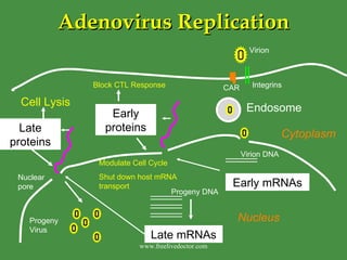 Adenovirus Replication Endosome Late mRNAs Early mRNAs Early proteins Late proteins Virion Integrins CAR Virion DNA Modulate Cell Cycle Shut down host mRNA transport Progeny DNA Cell Lysis Block CTL Response Progeny Virus Nuclear pore Nucleus Cytoplasm www.freelivedoctor.com 
