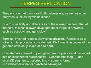 They encode their own viral DNA polymerase, as well as other enzymes, such as thymidine kinase Due to specificity and differences of these enzymes from that of the host, this has allowed development of targeted antivirals, such as acyclovir and ganciclovir Terminal inverted repeats allow circularization.  Replicate as a rolling circle, producing concatemeric DNA (multiple copies of the genome covalently linked end-to end) Concatemers cleaved to yield genome-size pieces and packaged into an icosahedral nucleocapsid.  Genome has long (L) and short (S) segments, assorted into 4 isomeric forms (isoschizomers) that can each be packaged HERPES REPLICATION www.freelivedoctor.com 