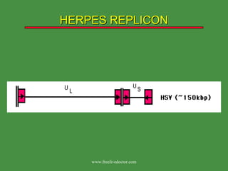 HERPES REPLICON www.freelivedoctor.com 