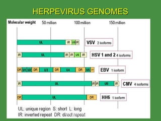 HERPEVIRUS GENOMES www.freelivedoctor.com 