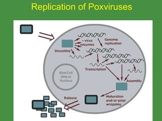 Replication of Poxviruses www.freelivedoctor.com 