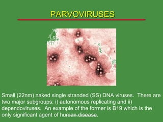 PARVOVIRUSES Small (22nm) naked single stranded (SS) DNA viruses.  There are two major subgroups: i) autonomous replicating and ii) dependoviruses.  An example of the former is B19 which is the only significant agent of human disease. www.freelivedoctor.com 