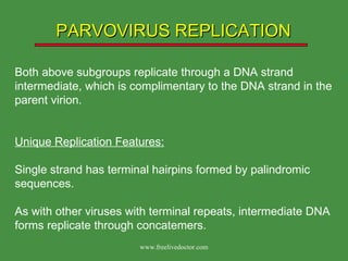 PARVOVIRUS REPLICATION Both above subgroups replicate through a DNA strand intermediate, which is complimentary to the DNA strand in the parent virion. Unique Replication Features: Single strand has terminal hairpins formed by palindromic sequences. As with other viruses with terminal repeats, intermediate DNA forms replicate through concatemers. www.freelivedoctor.com 