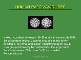 HUMAN PAPOVAVIRUSES Naked, icosahedral viruses (40-55 nm) with circular, ds DNA.  So called from original 3 agents grouped in this family:  pa pilloma,  po lyoma, and simian  va cuolating agent (SV40).  Now grouped into only two subfamilies: the larger sized Papillomaviruses (50% more DNA) and smaller Polyomaviruses. www.freelivedoctor.com 
