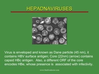 HEPADNAVIRUSES Virus is enveloped and known as Dane particle (45 nm), it contains HBV surface antigen; Core (22nm) (arrow) contains capsid HBc antigen.  Also, a different ORF of the core encodes HBe, whose presence is  associated with infectivity. www.freelivedoctor.com 