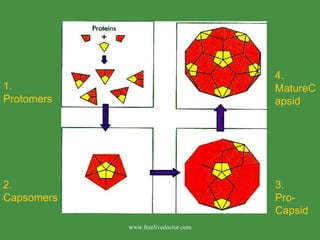 1. Protomers 2. Capsomers 3. Pro-Capsid 4. MatureCapsid www.freelivedoctor.com 