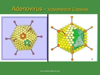 Adenovirus -  Icosahedral Capsids www.freelivedoctor.com 