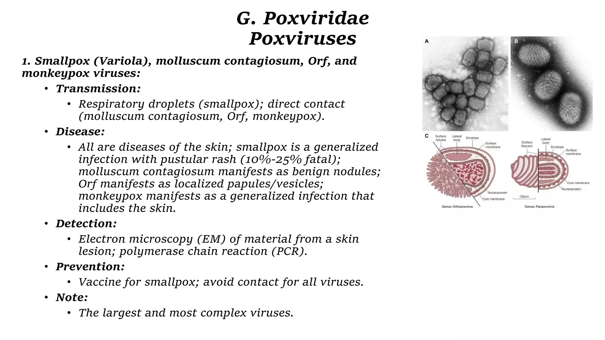 DNA Viruses - Microbiology | PPTX