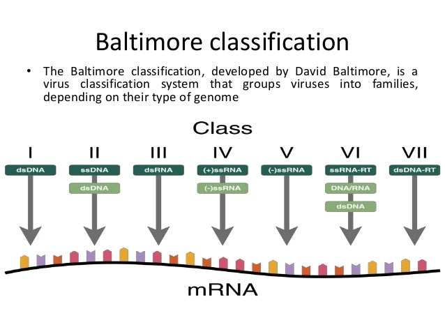 Group Of Dna Viruses And Viral Vectors Group Of Dna Viruses And Viral Vectors