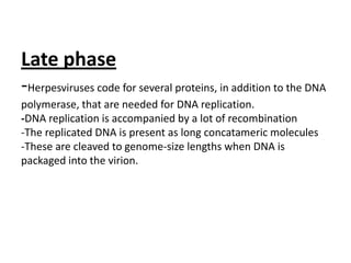 Late phase-Herpesvirusescode for several proteins, in addition to the DNA polymerase, that are needed for DNA replication. -DNA replication is accompanied by a lot of recombination-The replicated DNA is present as long concatamericmolecules-These are cleaved to genome-size lengths when DNA is packaged into the virion.