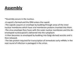 Assembly-Assembly occurs in the nucleus. -A capsid is formed and the DNA enters the capsid. -The capsids acquire an envelope by budding through areas of the inner nuclear membrane which have viral membrane proteins inserted into them. -The virus envelope then fuses with the outer nuclear membrane and the de-enveloped nucleocapisid is delivered into the cytoplasm -It then becomes re-enveloped by budding into Golgi-derived vesicles and is then released.-The late protein required for transcription of immediate early mRNAs in the next round of infection is packaged in the virion. 