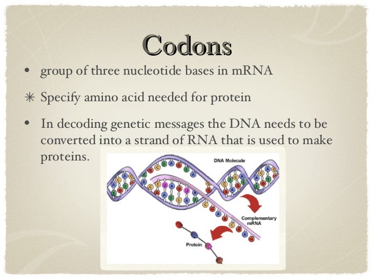 dna vs rna