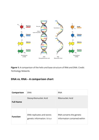 DNA vs. RNA 5 Key Differences and Comparison.pdf