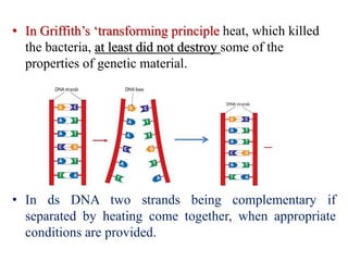 • In Griffith’s ‘transforming principle heat, which killed
the bacteria, at least did not destroy some of the
properties of genetic material.
• In ds DNA two strands being complementary if
separated by heating come together, when appropriate
conditions are provided.
 