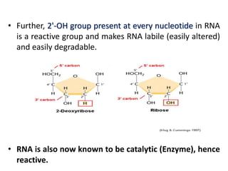 • Further, 2'-OH group present at every nucleotide in RNA
is a reactive group and makes RNA labile (easily altered)
and easily degradable.
• RNA is also now known to be catalytic (Enzyme), hence
reactive.
 