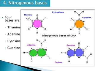  Four
bases are:
◦ Thymine
◦ Adenine
◦ Cytosine
◦ Guanine
4. Nitrogenous bases